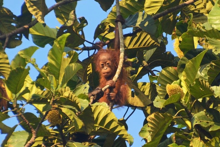 malaysia_borneo_kinabatangan_baby_orangutang_shutterstock_577792831