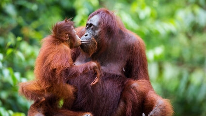 Malaysia med Penang och Borneo