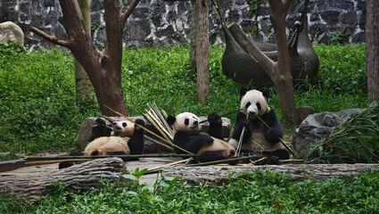 Kinas kustmetropoler och sagolandskap
